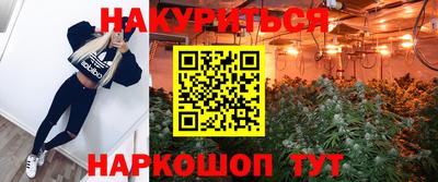 гашик Кингисепп