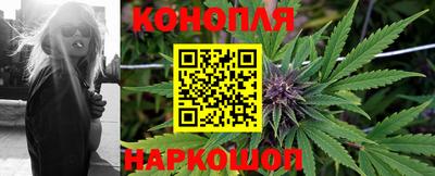 гашик Кингисепп